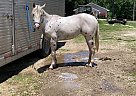 Boston - Gelding in Chamois, MO Boston - Gelding in Chamois, MO