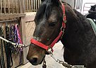 Tony - Gelding in Hubbard, OH Tony - Gelding in Hubbard, OH