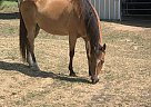 Quarter Horse - Horse for Sale in Hempstead, TX 77445
