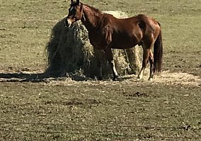 Quarter Horse (Quarter Horse, Gelding) in Hempstead, TX