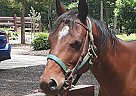 Hami - Gelding in Holland, MI Hami - Gelding in Holland, MI