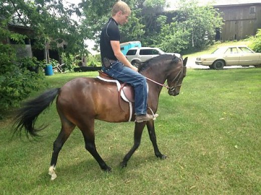Stunning Western and English Pony