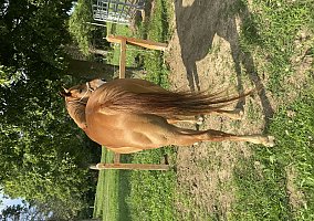 Quarter Horse (Quarter Horse, Gelding) in Versailles, IN