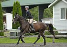 Thoroughbred - Horse for Sale in Vancouver, BC V7M 1L Thoroughbred - Horse for Sale in Vancouver, BC V7M 1L