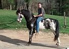 Tennessee Walking - Horse for Sale in Atkinson, NH 03811