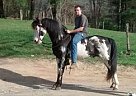 Tennessee Walking - Horse for Sale in Atkinson, NH 03811 Tennessee Walking - Horse for Sale in Atkinson, NH 03811