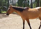 Trail Horse / etc Pumpkin