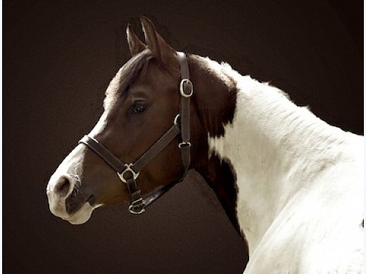 2009 Pinto DWB Prospect Mare