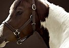 Dutch Warmblood - Horse for Sale in Gabriola Island/nanaimo, BC V0R 1X