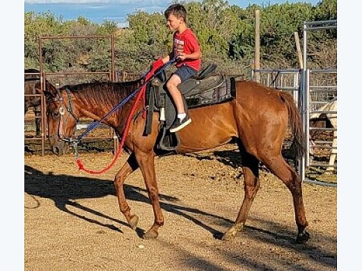 7 Year old Mare