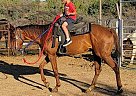 Quarter Horse - Horse for Sale in Kingman, AZ 86401