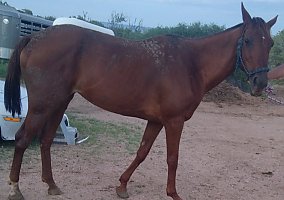 Quarter Horse (Quarter Horse, Mare) in Kingman, AZ