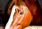 - Gelding in Norco, CA - Gelding in Norco, CA