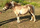 Miniature - Horse for Sale in Aiken, SC 29801 Miniature - Horse for Sale in Aiken, SC 29801