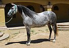 Andalusian - Horse for Sale in Canyon Country, CA 91387