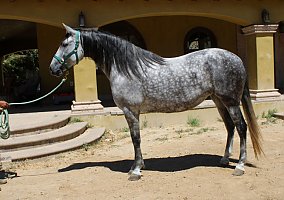 Andalusian / PRE (Andalusian / PRE, Mare) in Canyon Country, CA