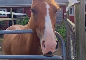 Quarter Horse - Horse for Sale in Durham, CT 06422