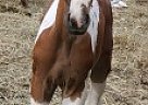 Paint Stallion for Sale in Bemidji, Minnesota Paint Stallion for Sale in Bemidji, Minnesota