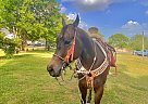 Other - Horse for Sale in Rosenberg, TX 77471
