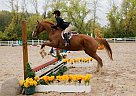 Thoroughbred Mare for Sale in Cottage Grove, Wisconsin Thoroughbred Mare for Sale in Cottage Grove, Wisconsin