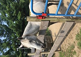 Arabian (Arabian, Mare) in Oxford, OH