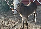 Donkey - Horse for Sale in Chico, CA 95928 Donkey - Horse for Sale in Chico, CA 95928