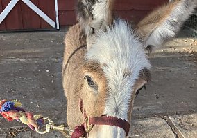 Donkey (Donkey, Mare) in Chico, CA