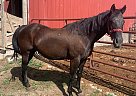 Dejah - Mare in Gibson, IA Dejah - Mare in Gibson, IA