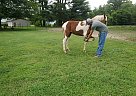 Missouri Fox Trotter - Horse for Sale in Jerseyville, IL 62052