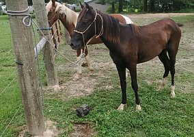 Missouri Fox Trotter (Missouri Fox Trotter, Gelding) in Jerseyville, IL