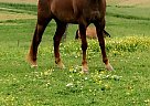 Copper - Gelding in Hooversville, PA Copper - Gelding in Hooversville, PA