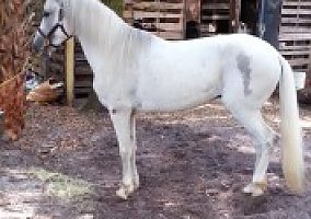 Pasofino (Paso Fino, Stallion) in Tampa, FL