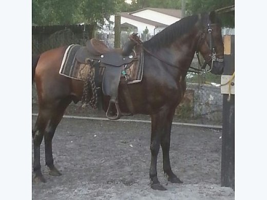 Pasofino