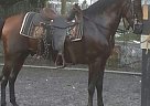 Paso Fino - Horse for Sale in Tampa, FL 33617