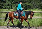 Percheron - Horse for Sale in Bath, PA 18014 Percheron - Horse for Sale in Bath, PA 18014