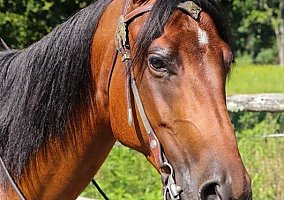 Draft (Percheron, Belgian, Clydesdale, Shire) (Draft (Percheron, Belgian, Clydesdale, Shire), Gelding) in Bath, PA