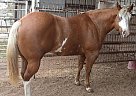 Paint - Horse for Sale in Waco, TX 76705