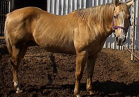 Paint (Paint, Stallion) in Waco, TX