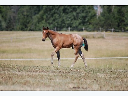 Quarter Horses
