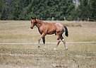 Quarter Horse - Horse for Sale in Bowman, ND 58623 Quarter Horse - Horse for Sale in Bowman, ND 58623