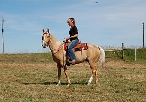Quarter Horse (Quarter Horse, 10 yrs) in Bowman, ND