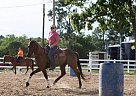 Runaway Grand Slam Quarter Horse Gelding
