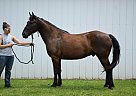 - Gelding in Eau Claire, WI - Gelding in Eau Claire, WI