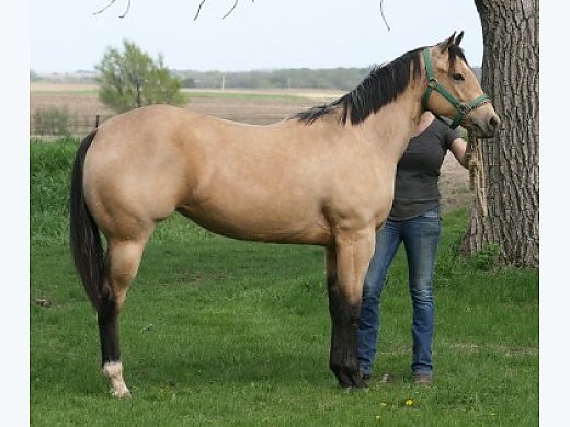 2013 Appaloosa Filly