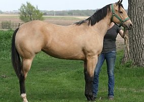 Appaloosa (Appaloosa, Mare) in Sioux Rapids, IA