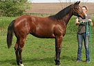 2013 AQHA BAY Filly Quarter Horse Mare