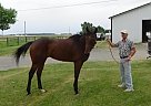 6 Year Old Thoroughbred Gelding Thoroughbred Stallion