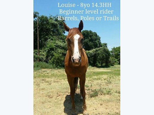 8YO Kid Safe QH Mare