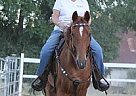 Tennessee Walking - Horse for Sale in Shingle Springs, CA Tennessee Walking - Horse for Sale in Shingle Springs, CA