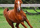 Arabian Gelding With Champion Bl... Arabian Gelding